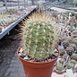 Neoporteria chilensis