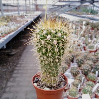 Neoporteria nidus