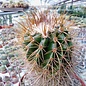 Parodia aureicentra spec. aff. BOS 199 Humahuaca, Jujuy, Argentinien