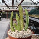 Stapelia obducta   RSA, Groot Winterhoek Mt.