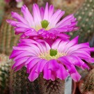 Echinocereus sciurus ssp. floresii