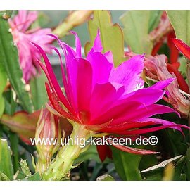 Epiphyllum-Hybr. Prof. Ebert