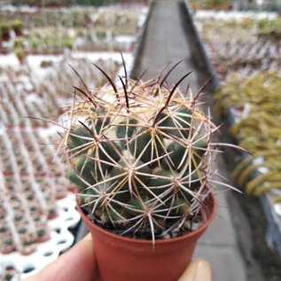 Coryphantha cornifera