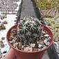 Coryphantha tripugionacantha  MMR 064 San Juan Capistrano