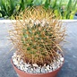 Mammillaria rhodantha