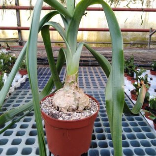 Ornithogalum caudatum