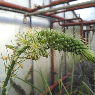 Ornithogalum caudatum