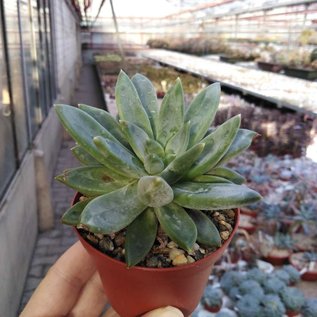 Pachyphytum brevifolium