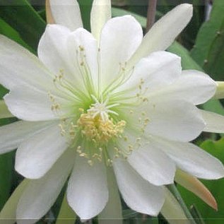 Epiphyllum-Hybr. Andenken an Otto Schmidt