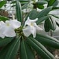 Pachypodium lamerei