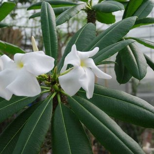 Pachypodium lamerei XL