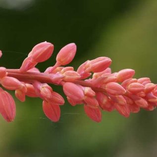 Hesperaloe parviflora       (dw)