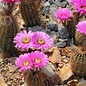 Echinocereus reichenbachii ssp. baileyi DJF 1308 Granit, Oklahoma    (dw)