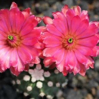 Echinocereus triglochidiatus f. inermis  Panayoti    (dw)