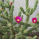 Cylindropuntia imbricata cv. Uhlig      (dw)