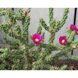 Cylindropuntia imbricata cv. Uhlig      (dw)