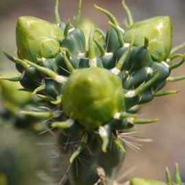 Cylindropuntia imbricata cv. White Tower      (dw)