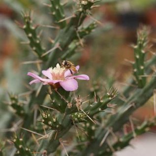 Cylindropuntia kleiniae       (dw)