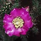 Cylindropuntia imbricata cv. Stürzer      (dw)