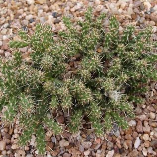 Cylindropuntia whipplei  DJF 167 Snowflake, Arizona, USA    (dw)