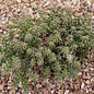 Cylindropuntia whipplei  DJF 167 Snowflake, Arizona, USA    (dw)