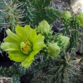 Cylindropuntia whipplei  MUG 125 2100 m, San Juan, New Mexico    (dw)