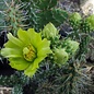 Cylindropuntia whipplei  MUG 125 San Juan, New Mexico, USA, 2100 m    (dw)