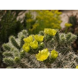 Cylindropuntia whipplei W. Fredonia  West Fredonia, Arizona, USA    (dw)