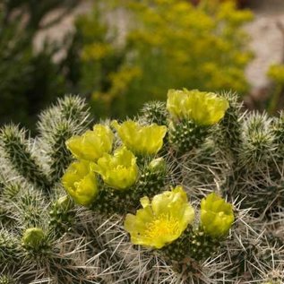 Cylindropuntia whipplei W. Fredonia  West Fredonia, AZ    (dw)