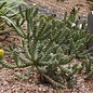 Cylindropuntia whipplei cv. Würzburg 333      (dw)