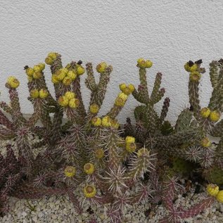 Cylindropuntia whipplei cv. Würzburg 333      (dw)