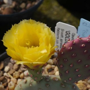 Opuntia basilaris aurea cv. Golden Carpet      (dw)