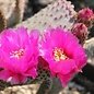 Opuntia basilaris cv. Moab      (dw)