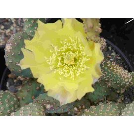 Opuntia basilaris v. aurea  Kanab, Utah, USA    (dw)