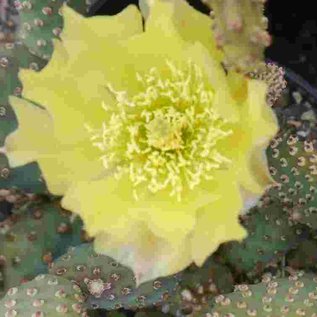 Opuntia basilaris v. aurea  Kanab, Utah    (dw)