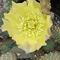 Opuntia basilaris v. aurea  Kanab, Utah, USA    (dw)