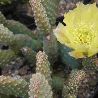 Opuntia basilaris v. aurea  Kanab, Utah, USA    (dw)