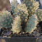 Opuntia basilaris v. brachyclada SB      (dw)