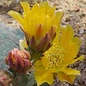 Opuntia basilaris v. aurea cv. Prairie Fire      (dw)