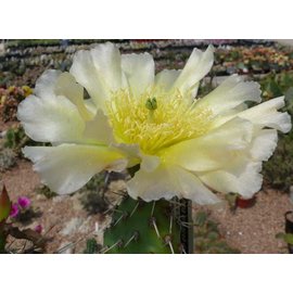 Opuntia erinacea v. utahensis (pinkave)  Torrey, Utah, USA    (dw)