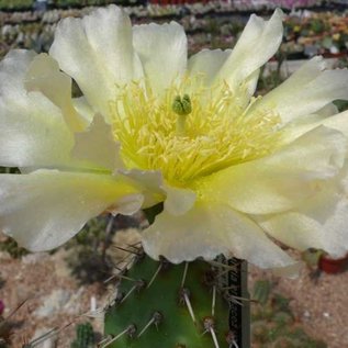 Opuntia erinacea v. utahensis (pinkave)  Torrey, Utah, USA    (dw)