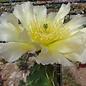 Opuntia erinacea v. utahensis (pinkave)  Torrey, Utah, USA    (dw)