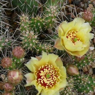 Opuntia fragilis cv. Feldberg      (dw)