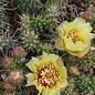 Opuntia fragilis cv. Feldberg      (dw)