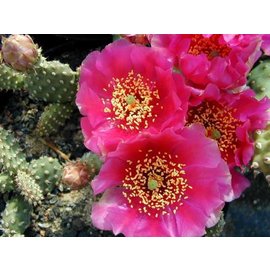 Opuntia fragilis cv. Freiberg      (dw)