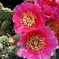 Opuntia fragilis cv. Freiberg      (dw)