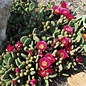 Opuntia fragilis cv. Freiberg      (dw)