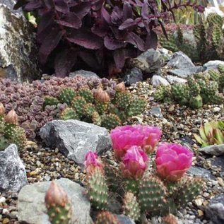 Opuntia fragilis cv. Füssen      (dw)