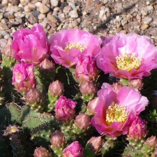 Opuntia fragilis cv. Füssen      (dw)