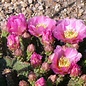 Opuntia fragilis cv. Füssen      (dw)